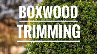 How to turn boxwood shrubs into topiary [upl. by Traggat]