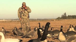 AMAZING Man catches Canadian Goose With BARE HANDS [upl. by Dryfoos429]