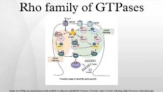 Rho family of GTPases [upl. by Garv907]