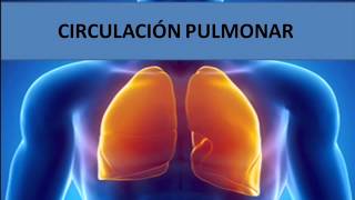 Circulación pulmonar [upl. by Saudra975]