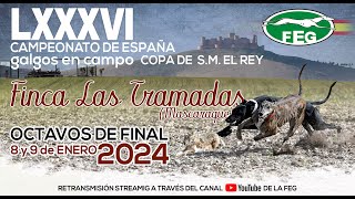 Primera Jornada Octavos LXXXVI Campeonato de España Galgos en Campo COPA DE SM EL REY [upl. by Kassab]