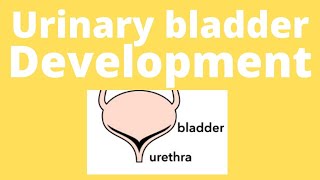 Urinary bladder embryology urinary bladder development Trigone of bladder urogenital sinus [upl. by Maharg661]