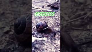 Snails Are Gastropods upclose fyp irl reels [upl. by Eanel69]