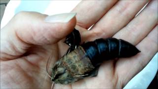 Giant Hawk Moth Pupa Hatching in a Mans Hand [upl. by Elwood669]