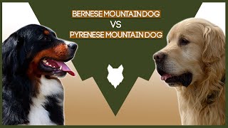 BERNESE MOUNTAIN DOG VS PYRENESE MOUNTAIN DOG [upl. by Tarttan]