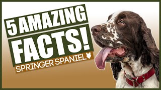 SPRINGER SPANIELS Top 5 Incredible Facts About The Springer Spaniels [upl. by Raimondo]