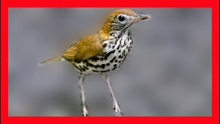 Wood Thrush Song Wood Thrush Call Wood Thrush Sound  Zorzal Maculado Canto Hylocichla Mustelina [upl. by Roselle]