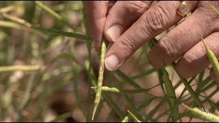 Detecting and managing blackleg in canola crops [upl. by Primrose]