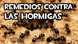 Remedios contra las hormigas  Totalmente Caseros [upl. by Huoh]