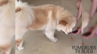 Dogs prefer Yumgrubs Dry Kibbles  insectbased pet food [upl. by Qiratla919]