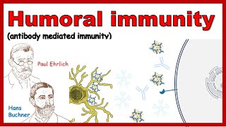 Humoral Immunity Steps Primary Secondary Phagocytosis  Immunology [upl. by Mori300]