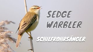 Sedge Warbler Call birds birdsounds [upl. by Cirre]