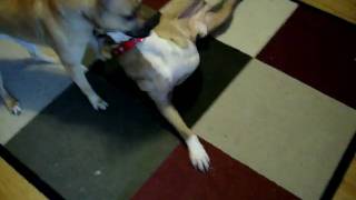 Trinitys Hope Pitbull Rescue  Asher playing with Morgan [upl. by Corwin]