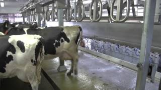 Why did Dejno Acres Farm USA choose DeLaval Champion milking parlour [upl. by Neelhtakyram215]