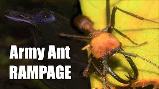 Army Ant Bridge [upl. by Laiceps473]