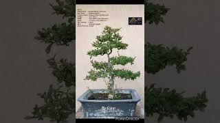 SN49 bonsai pruning wiring Carmona RetusaFukien TeaBoxwood shorts [upl. by Gehlbach637]