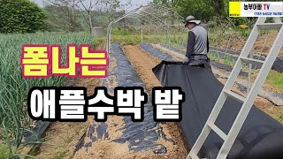 폼나는 애플수박밭 만들고 있습니다 [upl. by Anrol]