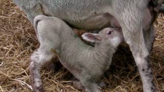 Live Lamb Birth  Lambing at Hadlow College [upl. by Jacques]