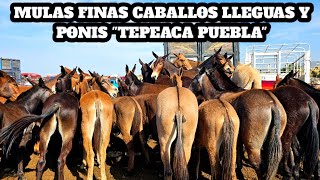 Mulas de Primera Caballos 14 de milla Yeguas Ponis quotTepeacaquot Plaza Ganadera Mas grande de Puebla [upl. by Nehgaem949]