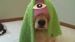 Funny Golden Retriever Dogs Star in quotPurple People Eaterquot [upl. by Zachary]