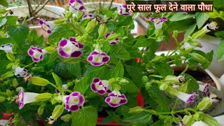 Torenia plant care  about torenia plant  perennial flowering plant  how to grow torenia plant [upl. by Verena]