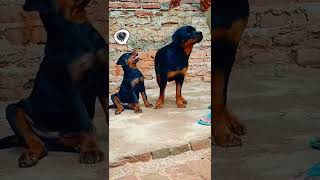 2 amp 6 months old rott puppy training  Day 3 [upl. by Reinald100]