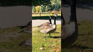 📍🇺🇸 Upset Canada Geese  Disturbed NYC Attitude 😳 [upl. by Deacon]