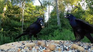 Common Grackles [upl. by Gustav49]