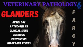 Glanders Equine Farcy  Aetiology  Pathogenesis  Symptoms amp Diagnosis [upl. by Lull]