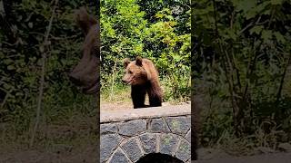 Romanian brown bear on Transfagarasan Highway transfagarasan bear romania transsilvanien [upl. by Forland]