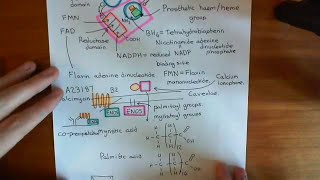 Bradykinin Induced Vasodilation Part 7 [upl. by Bullard]