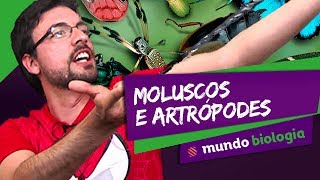 🐍 Zoologia 46 Moluscos e Artrópodes  Biologia  ENEM [upl. by Man]