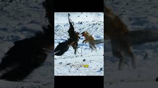 Eagle vs Fox Winter Survival Showdown [upl. by Gnoc]