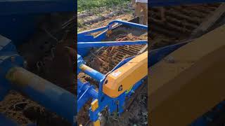 Sweet potato harvester Sweet potato digging machine Hebei Tangshan Hongyao [upl. by Audi973]