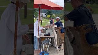 鹿のおやつを買う：奈良の観光客の楽しい反応  nara deer  Nara park deer in japan deerpark japan [upl. by Kelula]