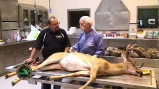 Q1 Buck Pole Epizootic hemorrhagic disease EHD with Tom Cooley [upl. by Kilar122]