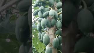 PAPAYA FRUITS manyfruits papayatree lynsansanoobleror jocelynoblero jordramatipstv [upl. by Aleen]