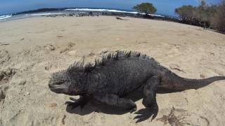 Reisvideo de Galápagos eilanden [upl. by Rucker]