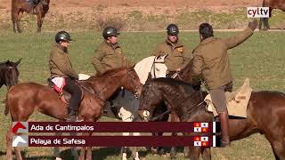 Final  Campeonato de España de Galgos 2019 [upl. by Wernsman]