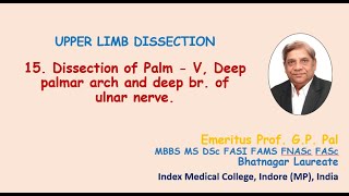 15 Dissection of Palm V Deep palmar arch and deep br of ulnar nerve [upl. by Odella]