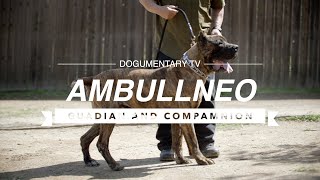 ALL ABOUT AMBULLNEO MASTIFF [upl. by Shoemaker391]