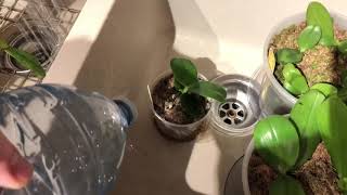 DEMO Watering seedling Phalaenopsis orchids [upl. by Horvitz]