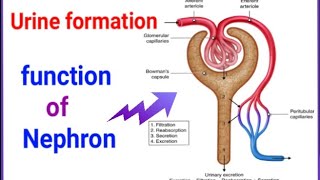 Structure and function of Nephron urine formation in kidneysolute and solvent balancenephron [upl. by Nimzzaj]