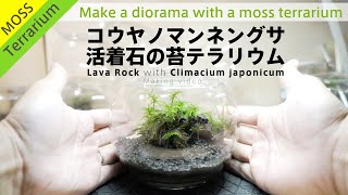 コウヤノマンネングサの着生石で苔テラリウム作品をたくさん作る（10個）メイキング [upl. by Elconin]