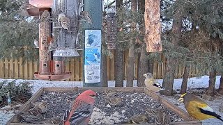 Redpolls Siskins And Grosbeaks Congregate At Ontario Feeders – Feb 14 2024 [upl. by Zipporah796]