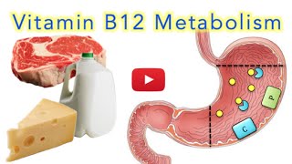 Vitamin B12 Cobalamin Digestion and Absorption Explained SUPER EASY [upl. by Hajile]