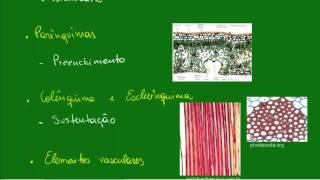 Histologia Vegetal  Introdução [upl. by Mehitable]