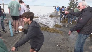 Hundreds of spectators flock to southern California beach for huge waves [upl. by Sevein]