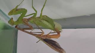 Praying Mantis Mating actual footage [upl. by Pokorny]