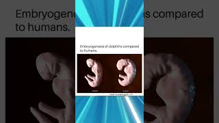 Dolphins vs Humans Embryo Development amp Evolutionary Adaptations [upl. by Acsisnarf]